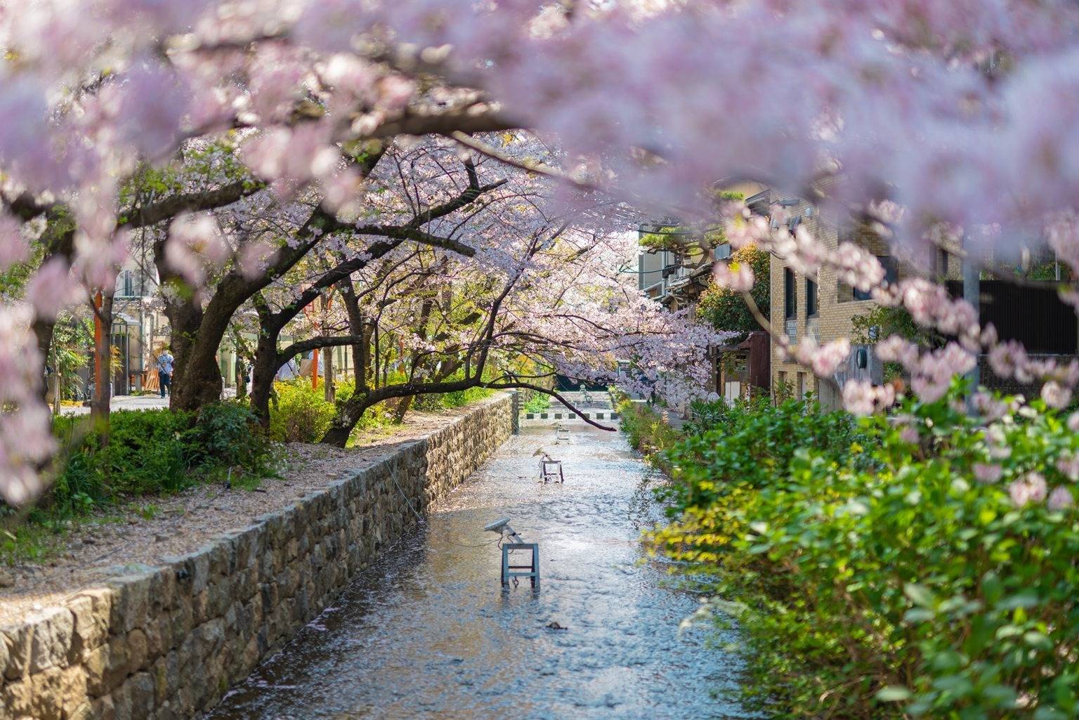 桜に包まれた高瀬川の風景